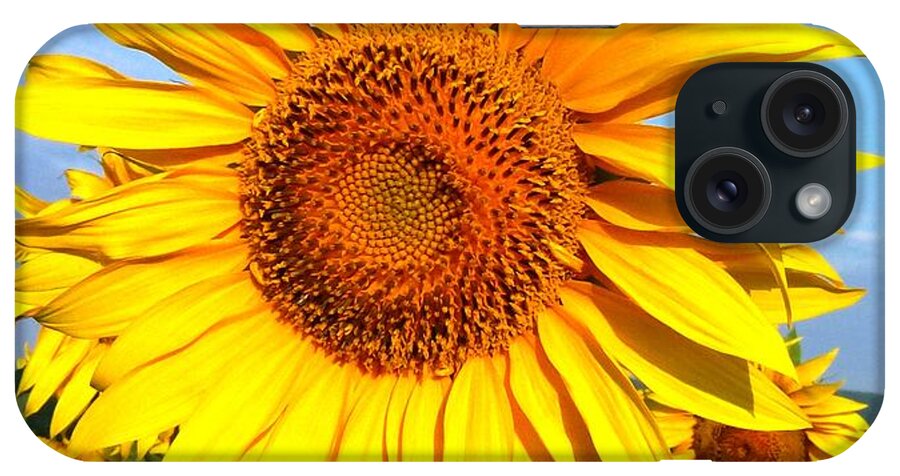 Sunflower iPhone Case featuring the photograph So proud in the sun by Amalia Suruceanu