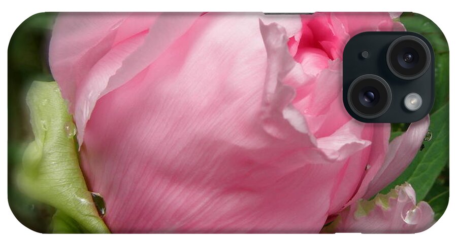Pink iPhone Case featuring the photograph Soft Beauty by Kim Galluzzo