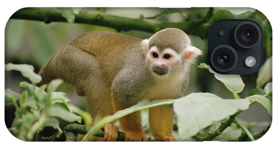 Mp iPhone Case featuring the photograph South American Squirrel Monkey Saimiri by Gerry Ellis
