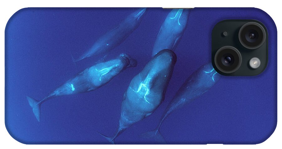 00114207 iPhone Case featuring the photograph Sperm Whale Pod Dominica by Flip Nicklin