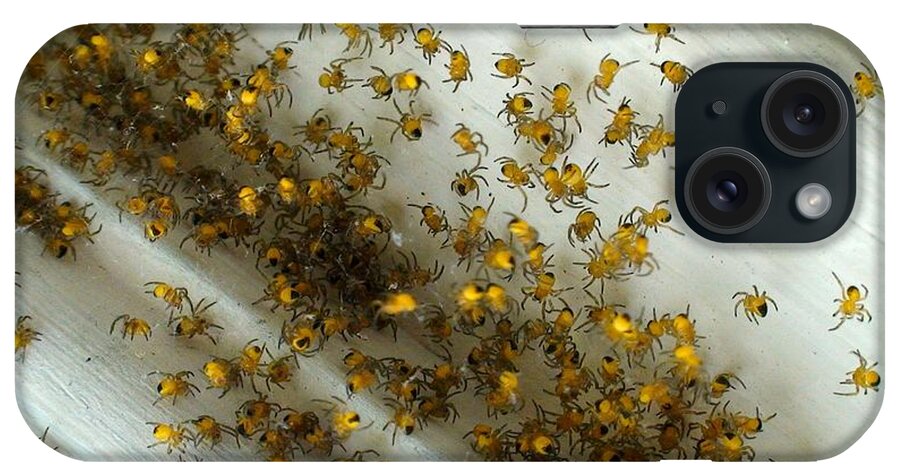  iPhone Case featuring the photograph Spiders Spiders Spiders by Mark Valentine