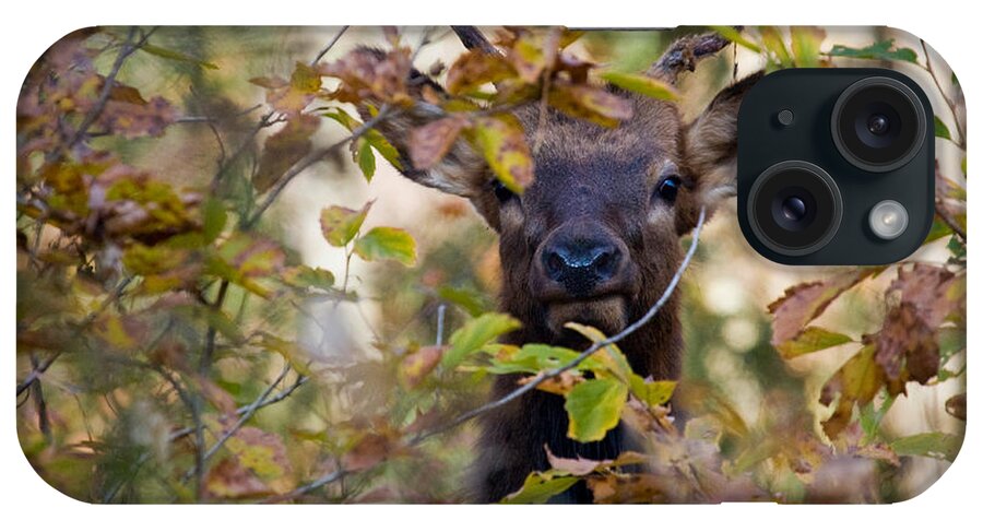 Spike Elk iPhone Case featuring the photograph Spike Elk in Brush by Michael Dougherty