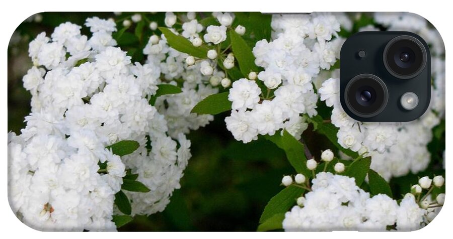 Flowers iPhone Case featuring the photograph Spirea Blooms by Maria Urso