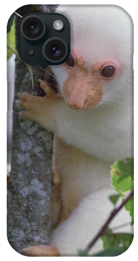 Mp iPhone Case featuring the photograph Spotted Cuscus Phalanger Maculatus by Mark Moffett