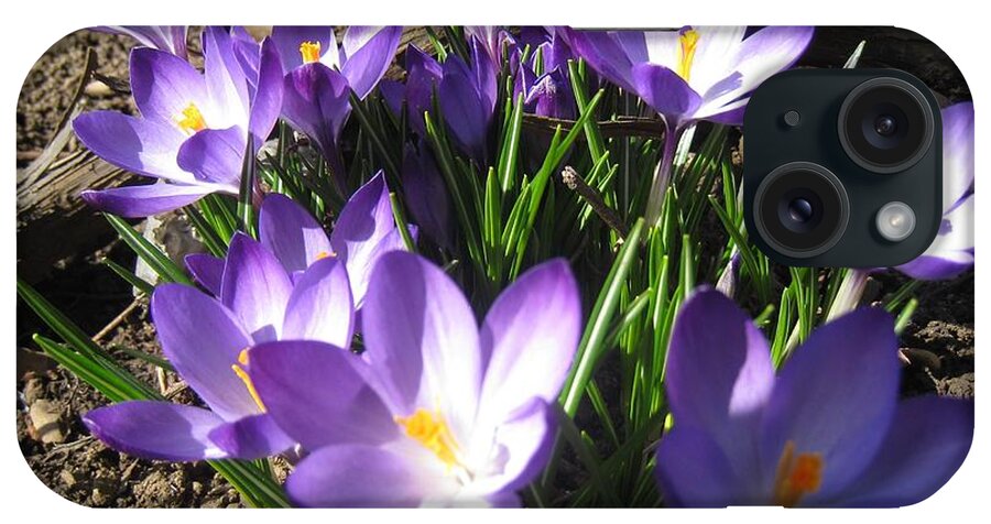 Nature iPhone Case featuring the photograph Spring Crocus by Amalia Suruceanu
