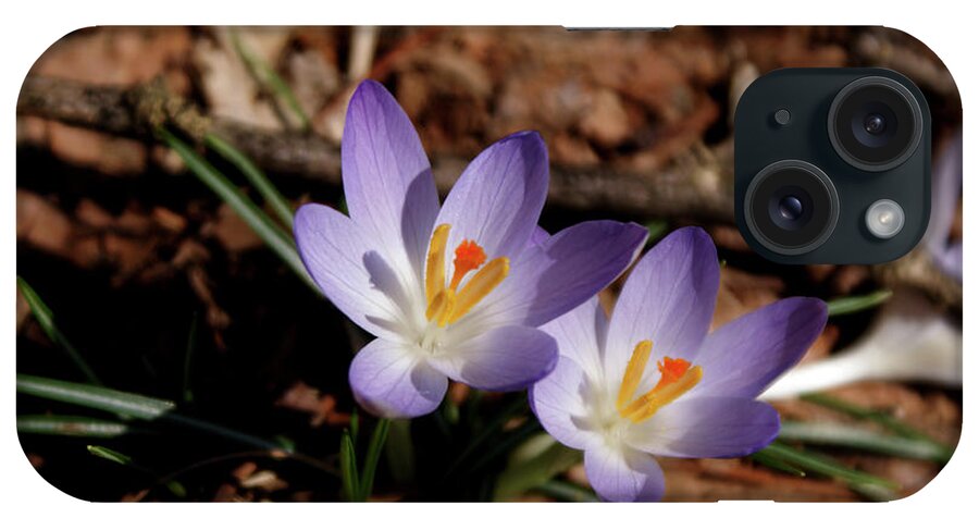 Wildflowers iPhone Case featuring the photograph Spring Crocus by Paul Mashburn