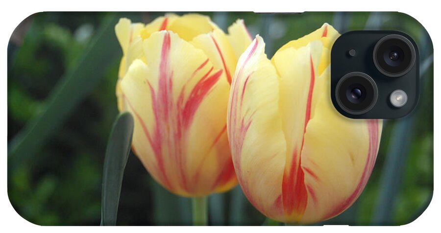 Tulips iPhone Case featuring the photograph Spring is in the Air by Susan Stevens Crosby