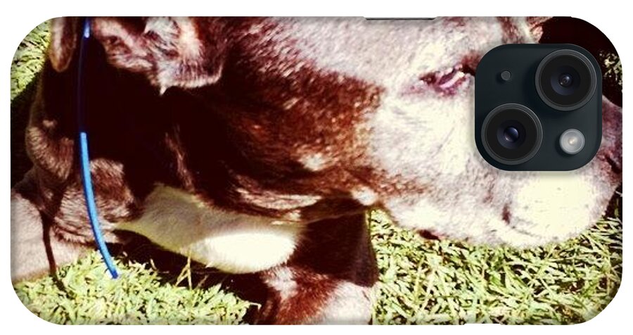 Cute iPhone Case featuring the photograph #staffy #dog #puppy #oldgirl #pet #pets by Kirk Roberts