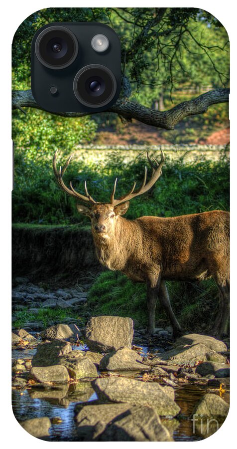 Fallow Deer iPhone Case featuring the photograph Stag by Yhun Suarez