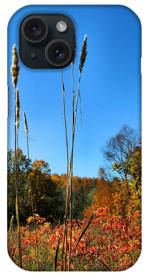 Autumn iPhone Case featuring the photograph Standing Tall by Kristin Elmquist