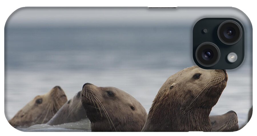Mp iPhone Case featuring the photograph Stellers Sea Lion Eumetopias Jubatus by Michael Quinton