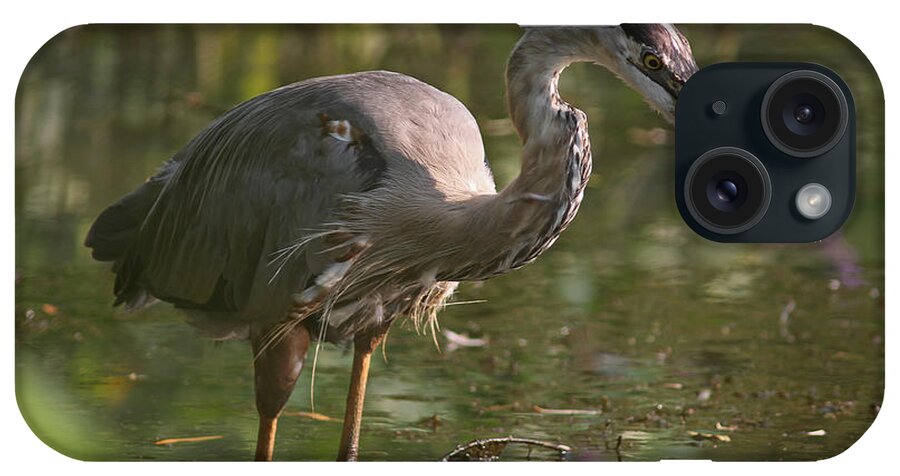 Great Blue Heron iPhone Case featuring the photograph Stop Bugging Me by Juergen Roth