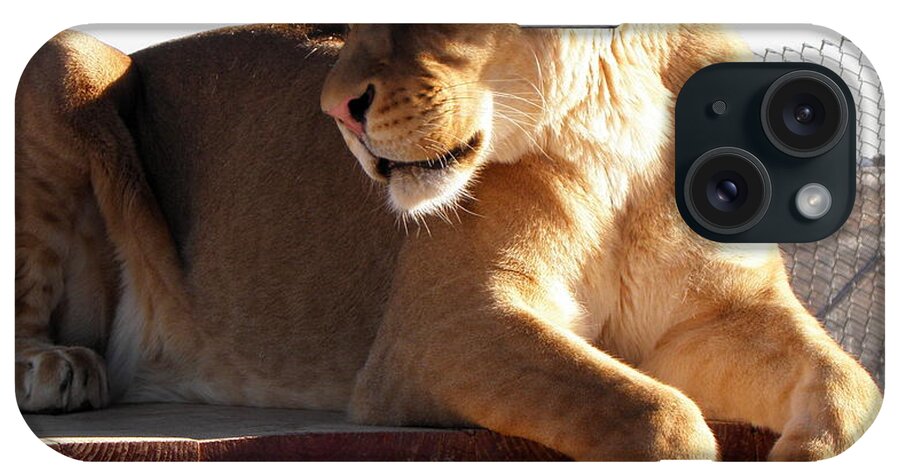 Lion iPhone Case featuring the photograph Such Beauty by Kim Galluzzo