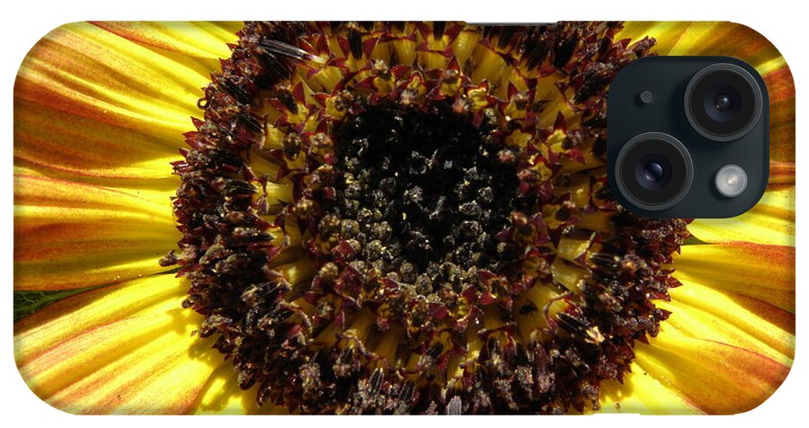 Flower iPhone Case featuring the photograph Sunburst by Kim Galluzzo