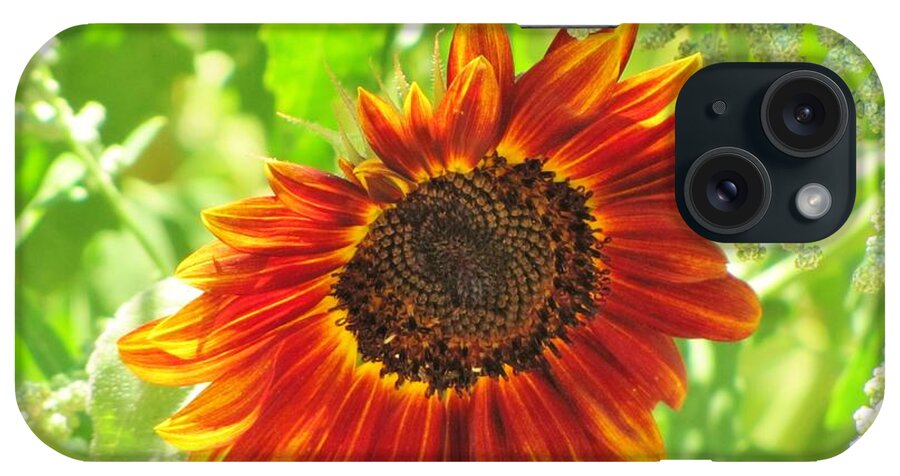 Sunflowers iPhone Case featuring the photograph Sunflower Beauty by Life Inspired Art and Decor
