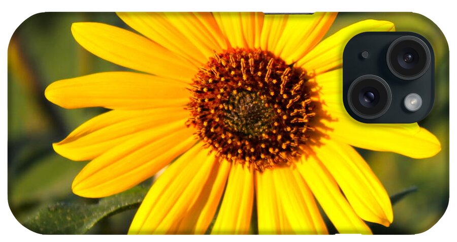 Sunflowers iPhone Case featuring the photograph Sunflower by Pamela Walrath