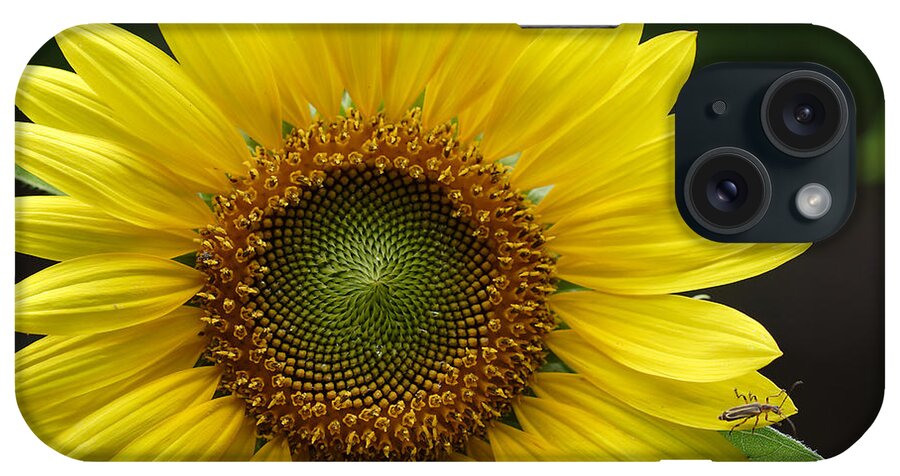 Helianthus Annuus iPhone Case featuring the photograph Sunflower With Insect by Daniel Reed
