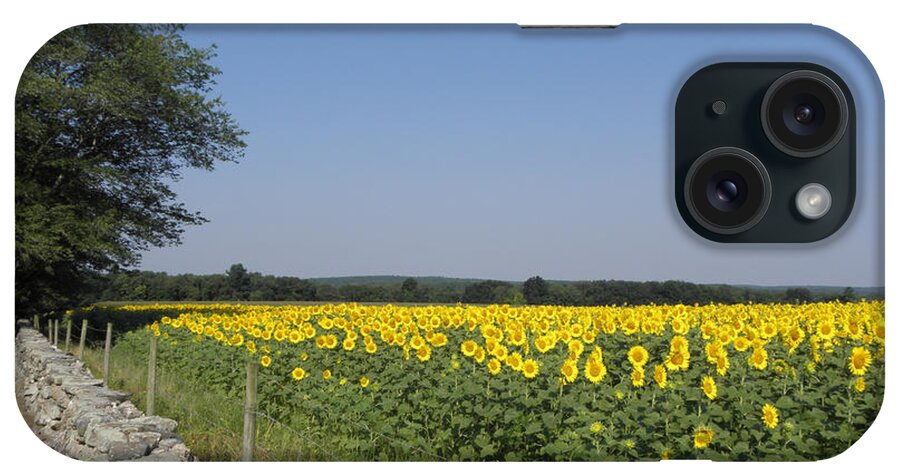 Sunflowers iPhone Case featuring the photograph Sunflowers in the Country by Kim Galluzzo