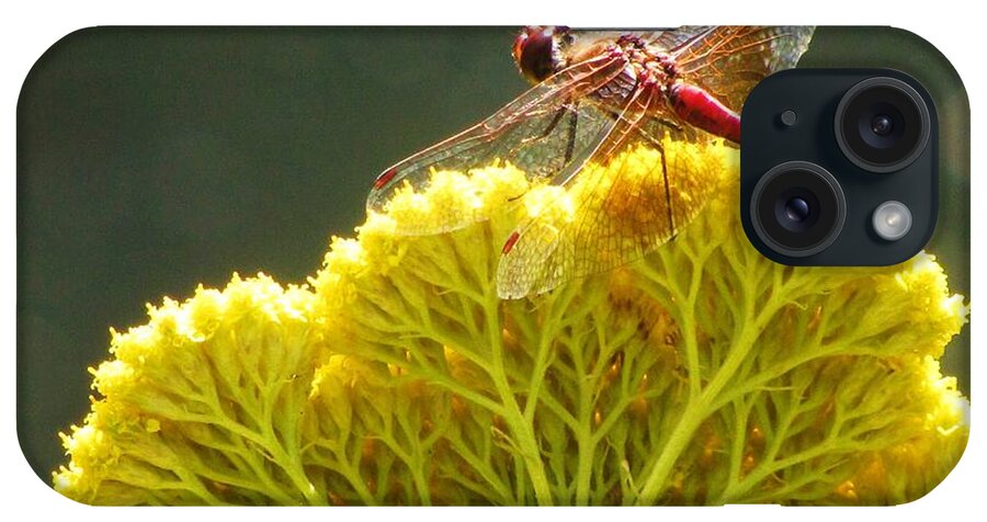 Dragonfly Yellow Yarrow Sunlit iPhone Case featuring the photograph Sunlit Dragonfly on Yellow Yarrow by Michele Penner