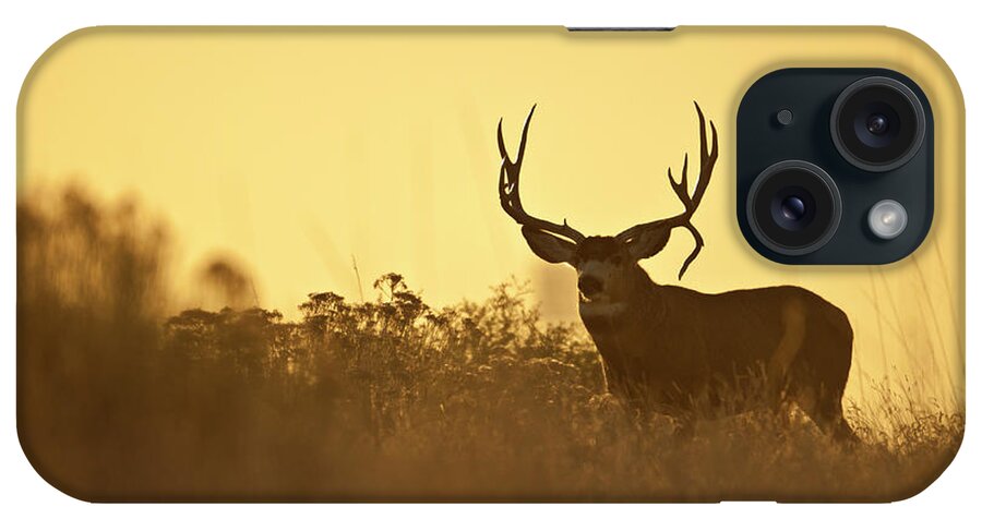 Mule Deer iPhone Case featuring the photograph Sunset Mule Deer Buck by D Robert Franz