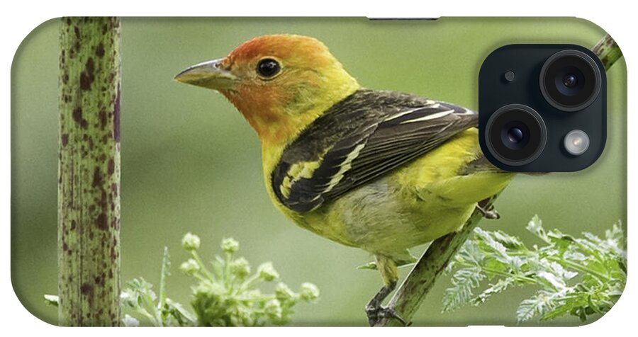 Little Bird iPhone Case featuring the photograph Tanager Card by Betty Depee