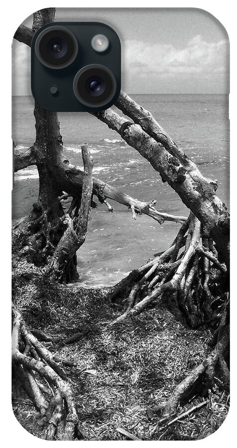 Trees iPhone Case featuring the photograph Tapacula in BW by Kathy McClure