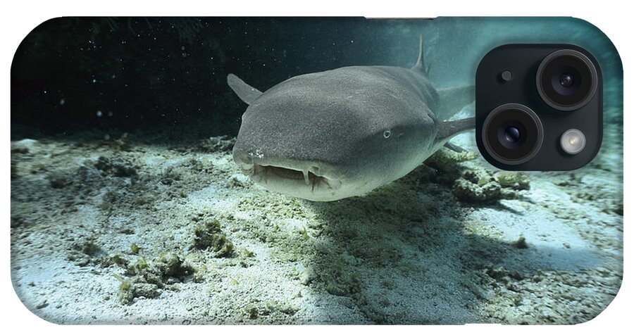 Mp iPhone Case featuring the photograph Tawny Nurse Shark Nebrius Ferrugineus by Mike Parry