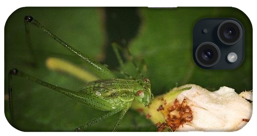 Katydid iPhone Case featuring the photograph The Fallen #flower Is Delicious To The by Leon Traazil