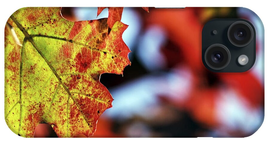 Autumn iPhone Case featuring the photograph The Leaves of Autumn by Jason Politte