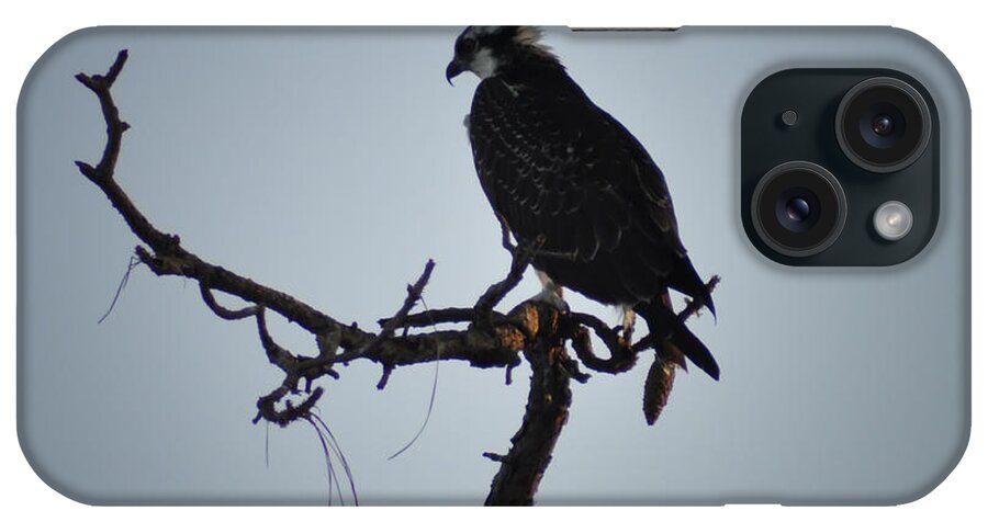 The Osprey iPhone Case featuring the photograph The Osprey by Bill Cannon