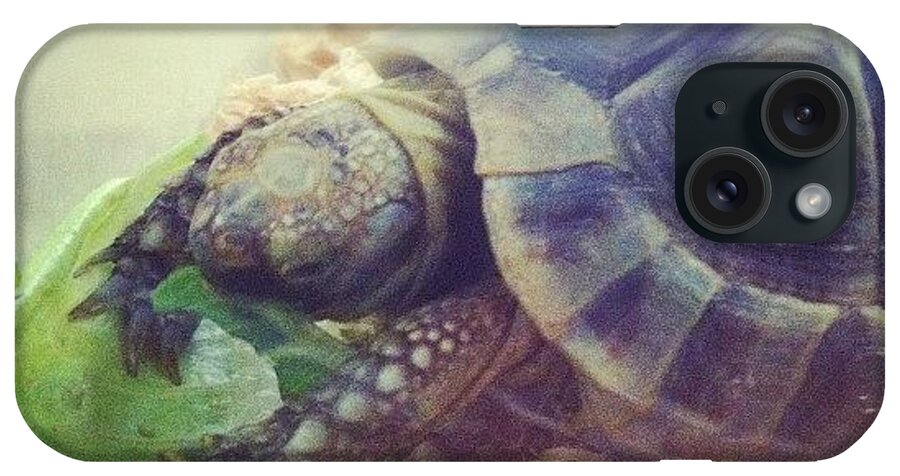 Turtle iPhone Case featuring the photograph The #turtle Has Spoken: Lunch Time!! by Naj Bass
