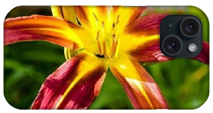 Beautiful iPhone Case featuring the photograph This Flower Reminds Me Of Fire. #fire by Becca Watters