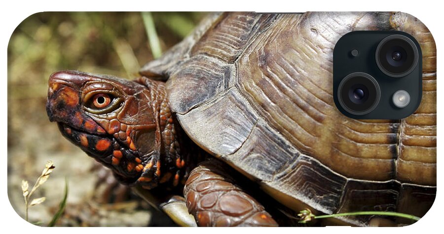 Turtle iPhone Case featuring the photograph Three Toed Box Turtle by Jason Politte