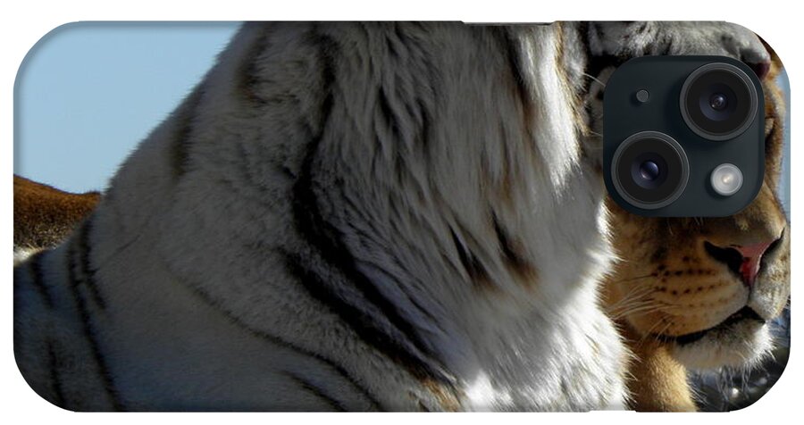 Tiger iPhone Case featuring the photograph Tiger and Lion friends by Kim Galluzzo
