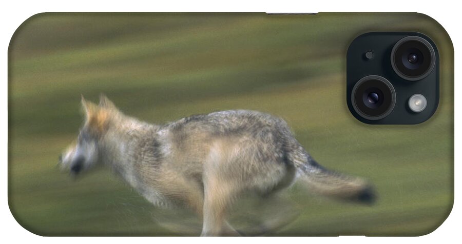 Mp iPhone Case featuring the photograph Timber Wolf Canis Lupus Running by Michael Quinton