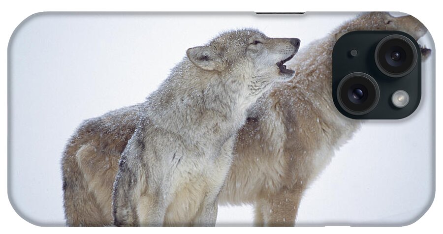 00174255 iPhone Case featuring the photograph Timber Wolf Pair Howling In Snow North by Tim Fitzharris