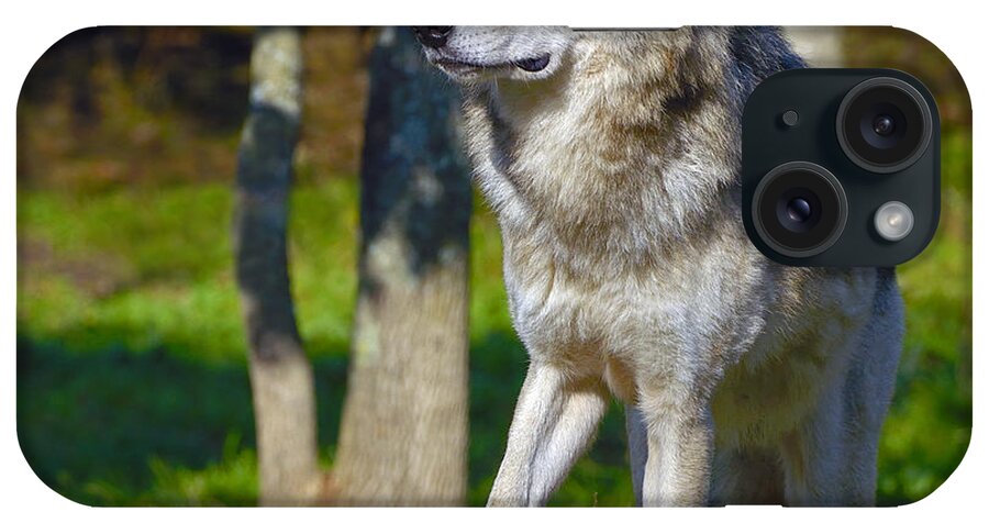 Timber Wolf iPhone Case featuring the photograph Timber Wolf by Tony Beck