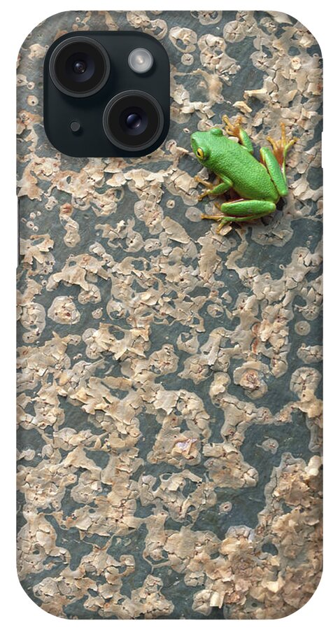 Mp iPhone Case featuring the photograph Tinker Reed Frog Hyperolius by Gerry Ellis