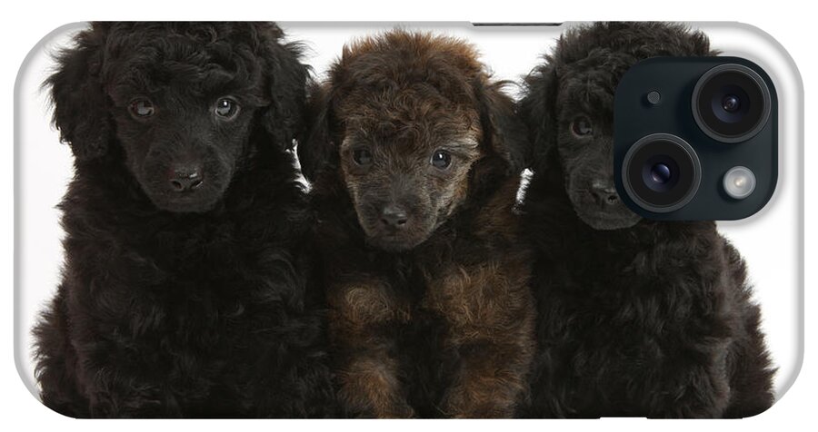 Animal iPhone Case featuring the photograph Toy Poodle Pups by Mark Taylor