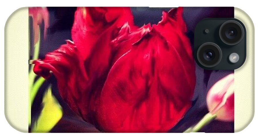 Photograph iPhone Case featuring the photograph Tulip Aflame by Paul Cutright