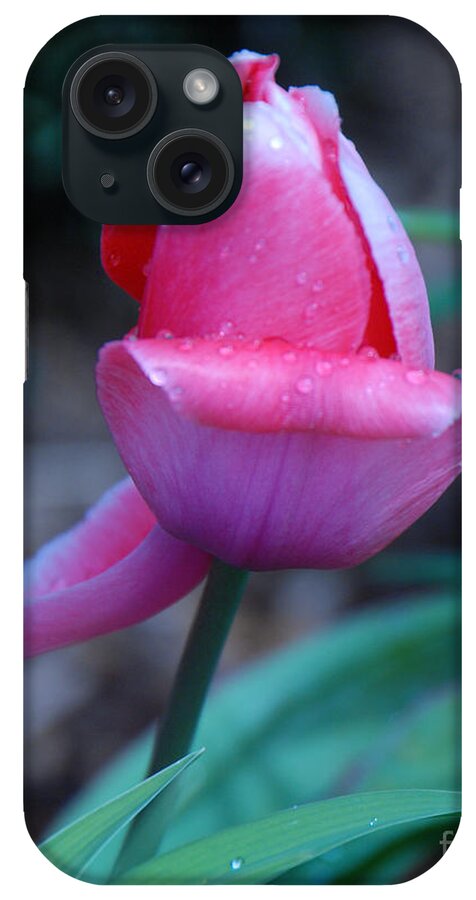 Tulip iPhone Case featuring the photograph Tulip After the Rain by Grace Grogan