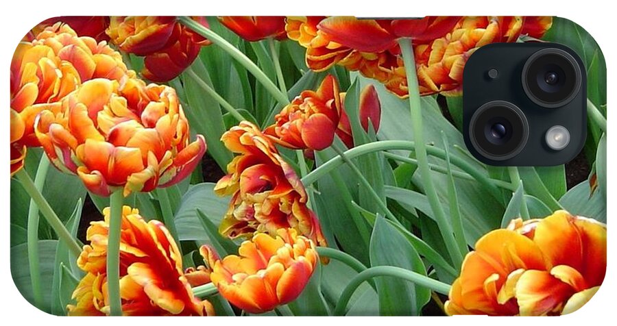 Tulips iPhone Case featuring the photograph Tulips Dance by Amalia Suruceanu