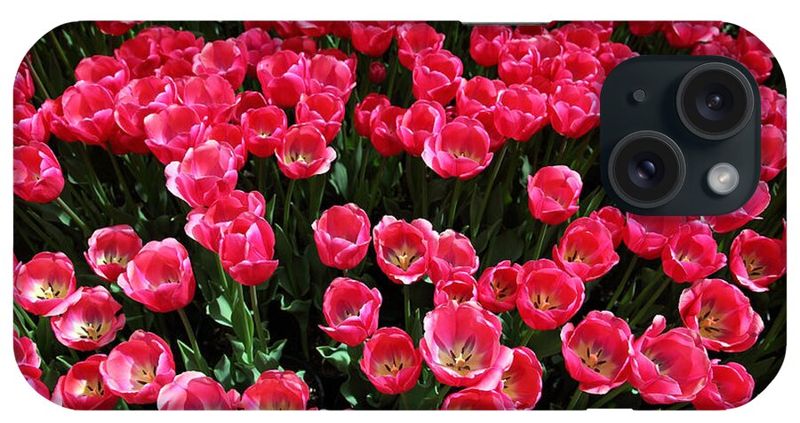 Tupils iPhone Case featuring the photograph Tulips by Milena Boeva