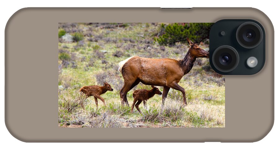 Elk iPhone Case featuring the photograph Twin Elk Calves by Shane Bechler