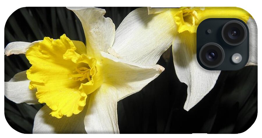Daffodil iPhone Case featuring the photograph Twinnies by Kim Galluzzo