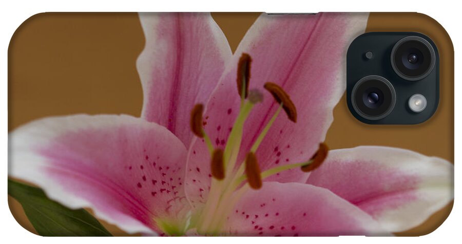 Uplifted Lily iPhone Case featuring the photograph Uplifted Lily Square by Donna L Munro