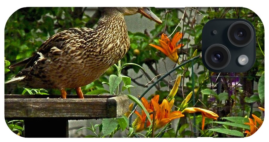 Duck iPhone Case featuring the photograph Visitor to the Feeder by William Fields