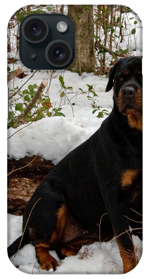 Rottweiler iPhone Case featuring the photograph Waiting by Karen Harrison Brown