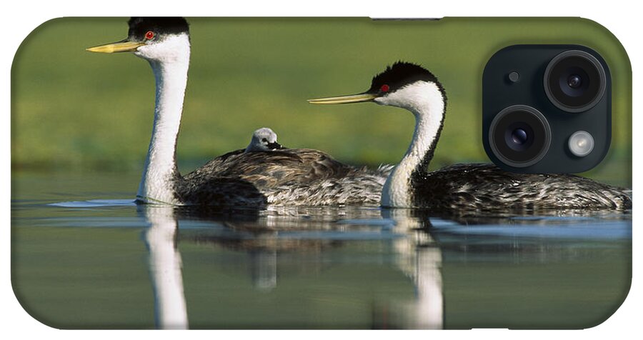 00171959 iPhone Case featuring the photograph Western Grebe Couple With One Parent by Tim Fitzharris