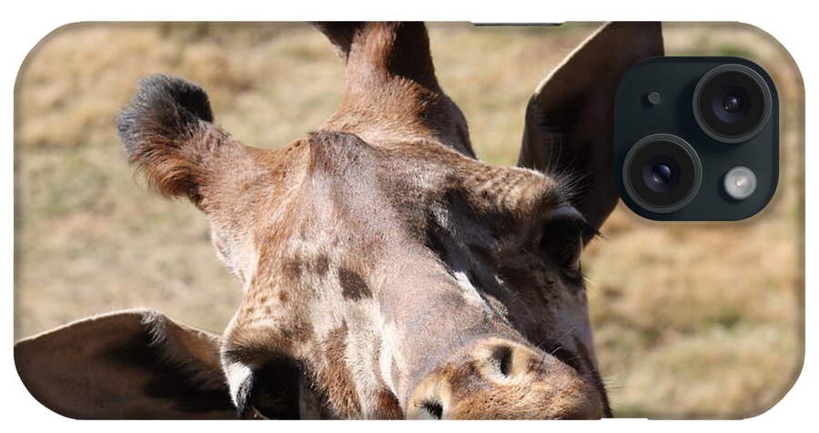 Giraffe iPhone Case featuring the photograph What A Face by Kim Galluzzo